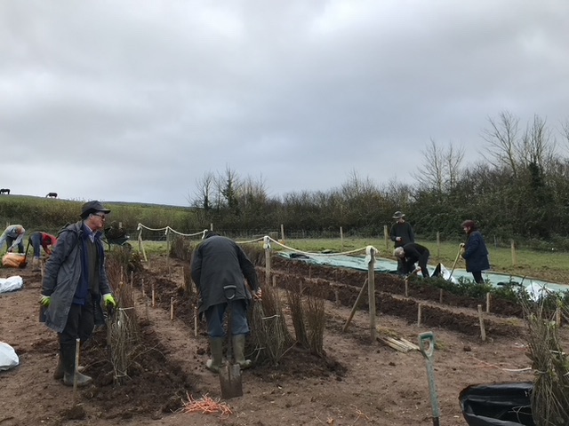 Seven people working on a series of trenches with some saplings temporarily heeled in for Trees for Water.