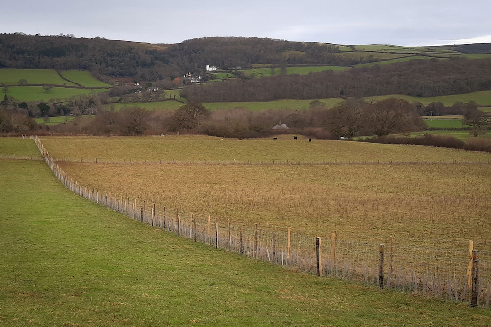 New hedgerow planted and fenced across a sloping field on Horner Farm, with the white landmark of Selworthy Church on the hillside in the distance.