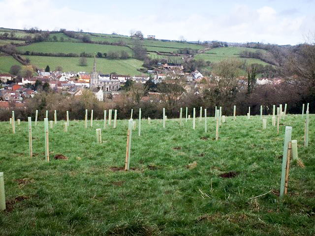 Trees and shrubs planted in a field above the centre of Croscombe, with the village in the valley below.