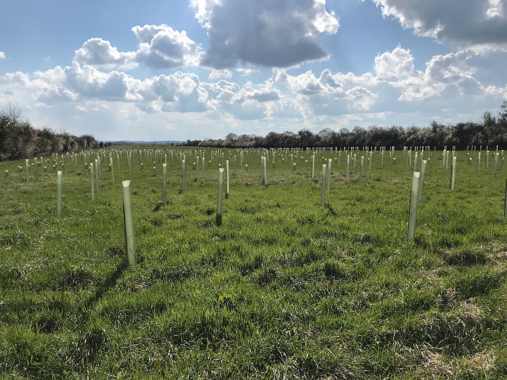 Trees and shrubs planted in a long field on Land Moor, Long Sutton, on a sunny day with blue sky and bright clouds.