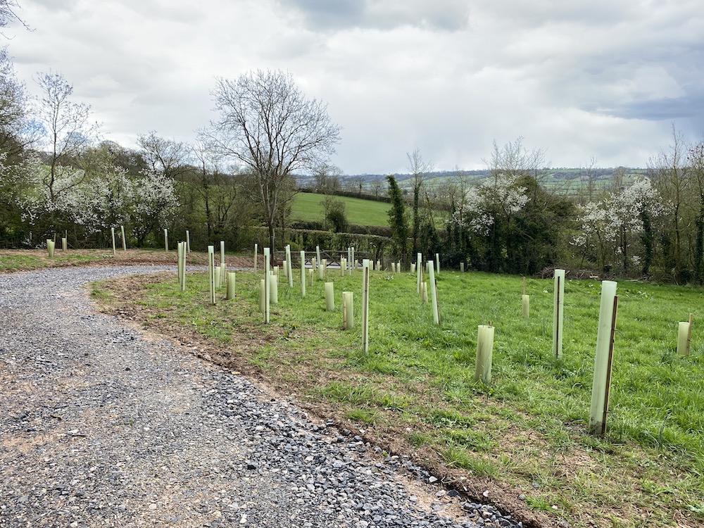 Trees and shrubs planted either side of a downhill track at Folly Lodge, North Wootton, with a valley in the distance.