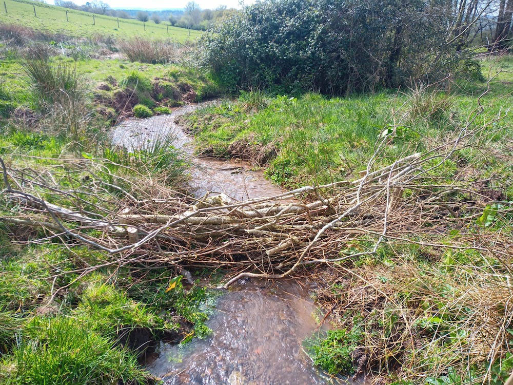 A leaky woody dam built across a fairly narrow stream with grassy banks. meandering down through a rural landscape.