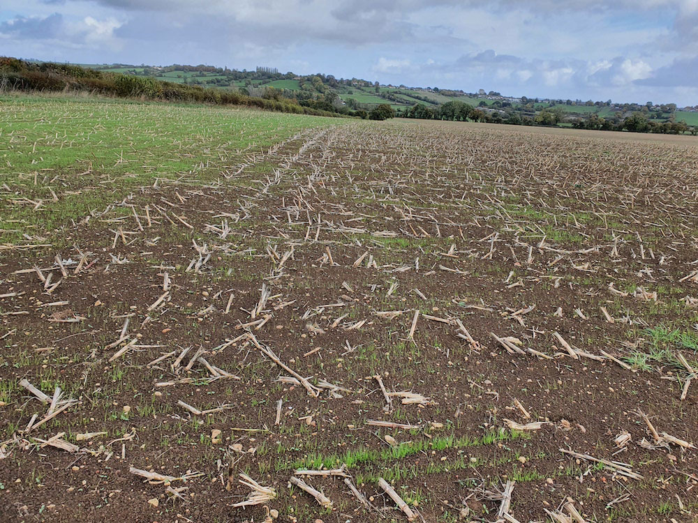 The green shoots of a cover crop emerging in a post-harvest maize field in Nunney, with his in distance.