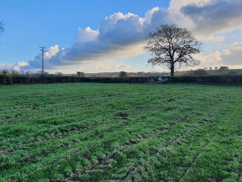A green field with marks of subsoiling in lines across all of its surface.