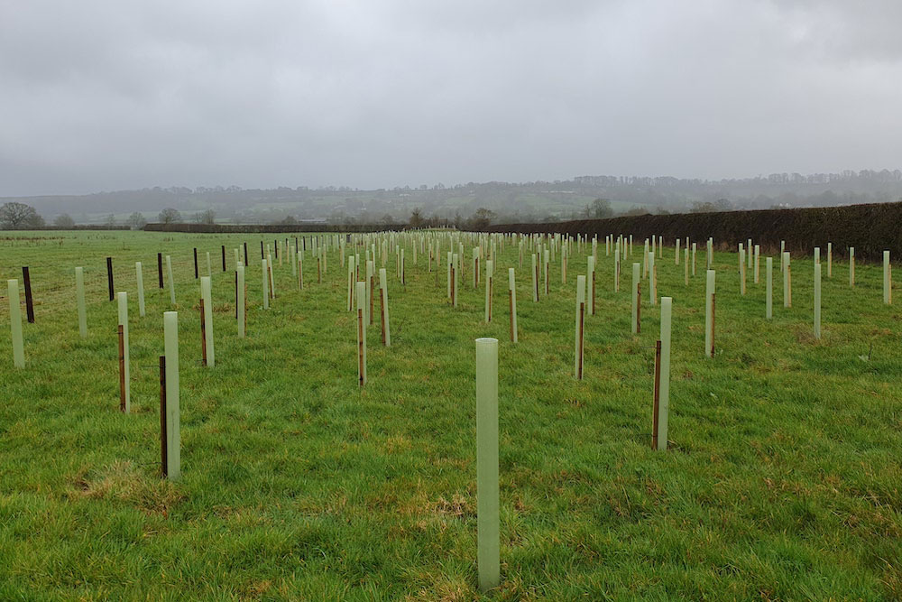 Rows of trees planted in tubes in a flattish grassy field, looking over towards hills.