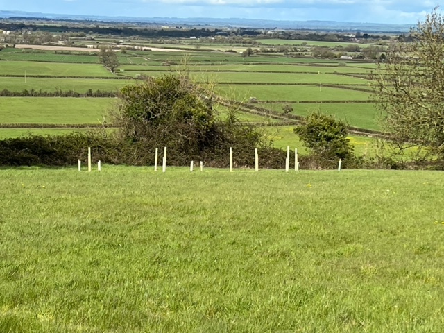 Trees planted on a hillside slope looking down to the flat landscape of the Somerset Levels and Moors.