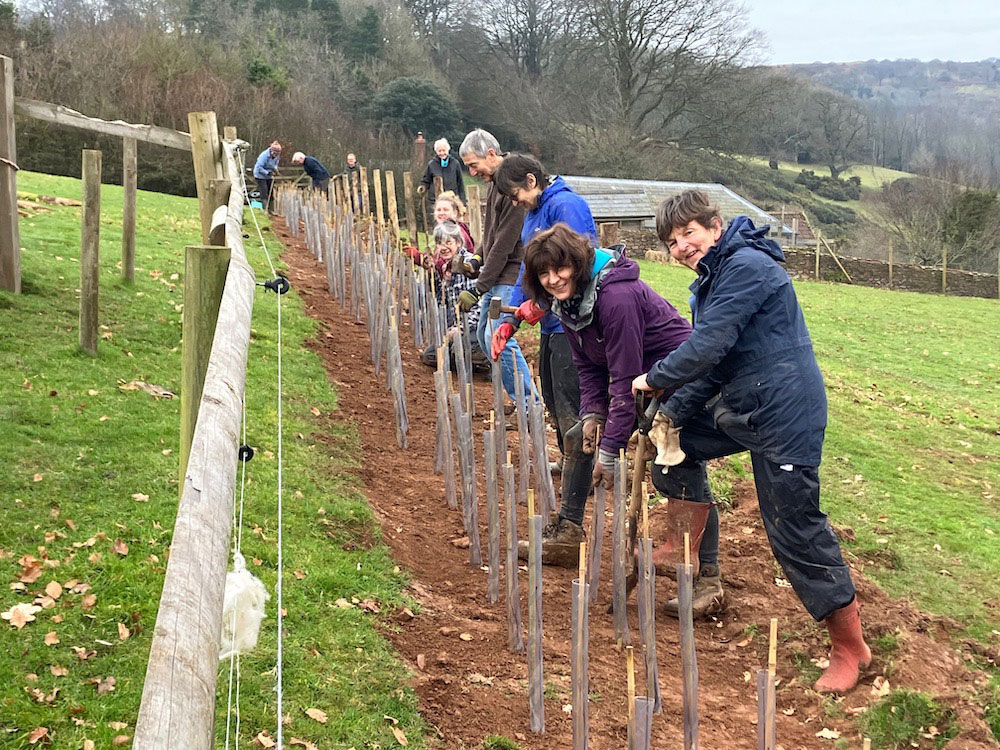 A line of smiling volunteers with spades planting trees on a hillside near a fence, with views of hills beyond.