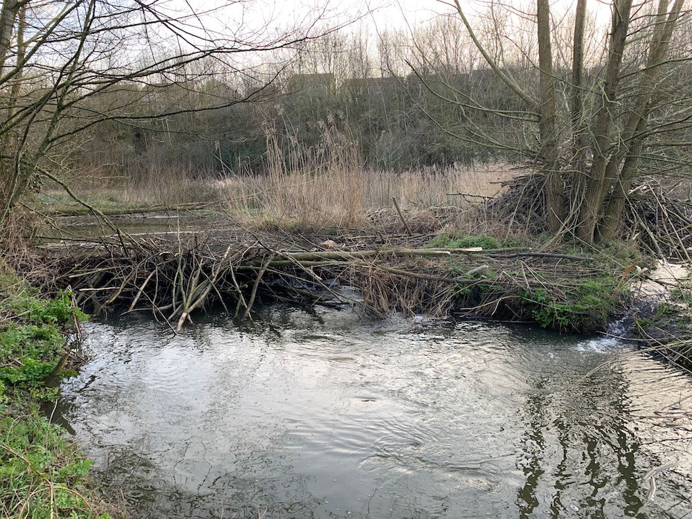 A beaver lodge built in a watery part of Frome, overlooked by modern houses built higher up nearby.
